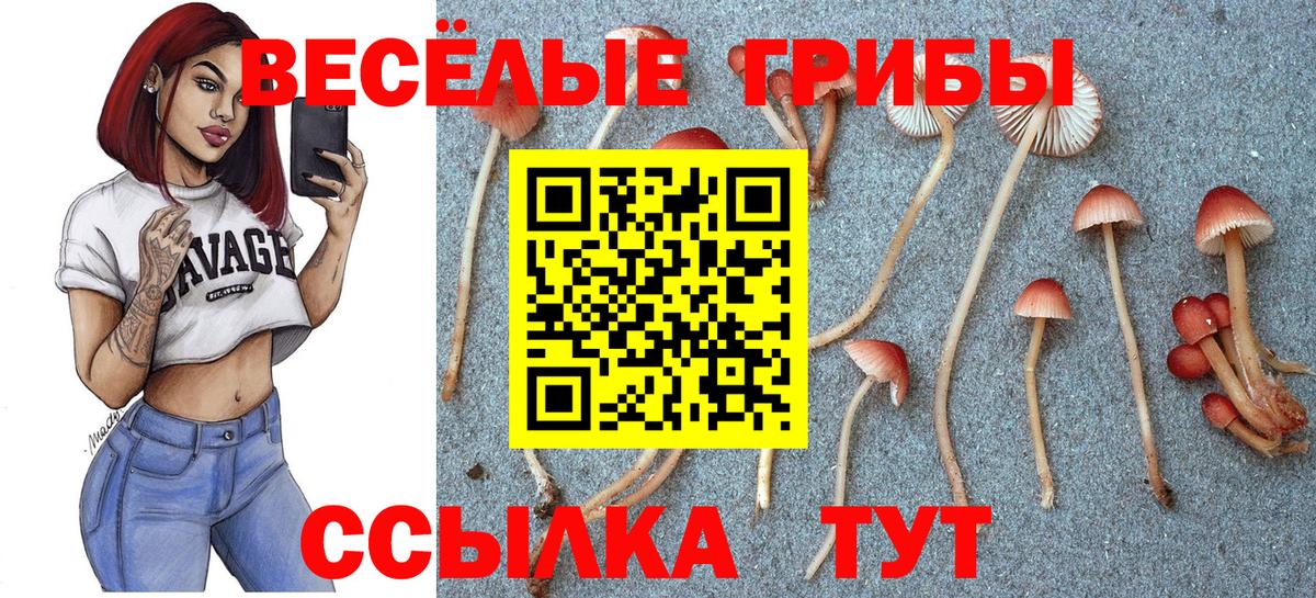 Псилоцибиновые грибы Cubensis Абинск